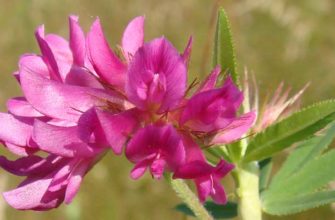 Клевер люпиновидный (Trifolium lupinaster L.)