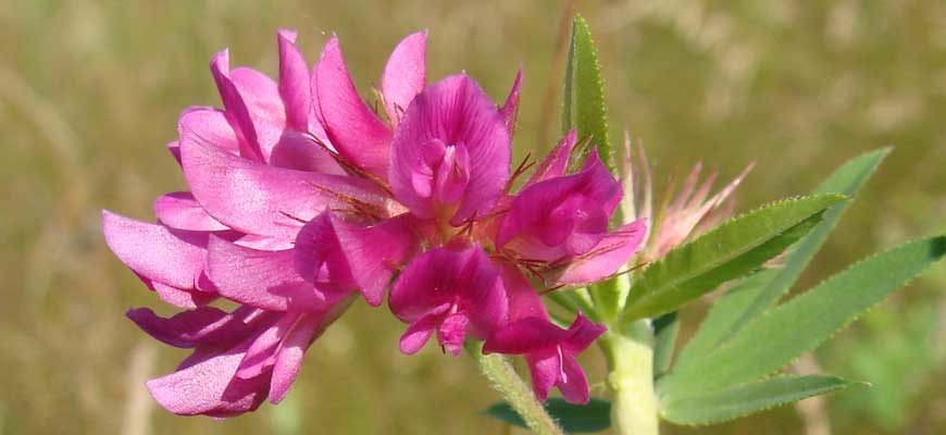 Клевер люпиновидный (Trifolium lupinaster L.)