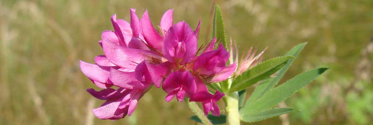 Клевер люпиновидный (Trifolium lupinaster L.)