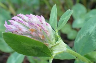 Клевер луговой (Trifolium pratense L.)