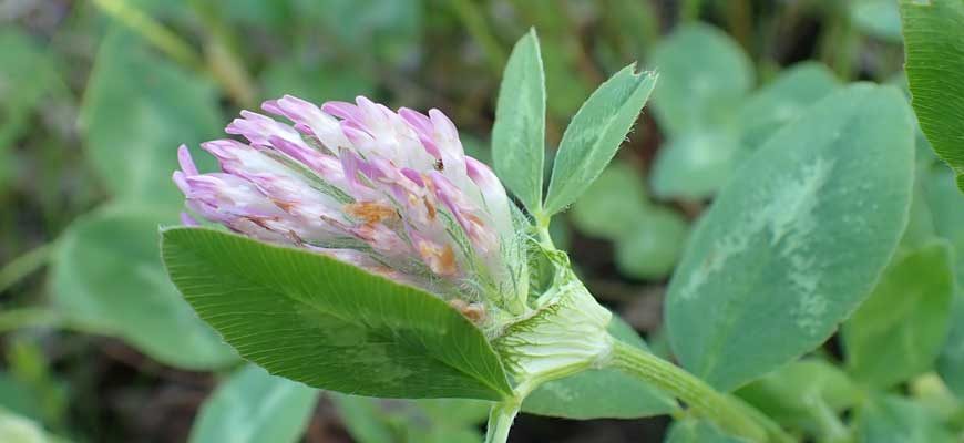 Клевер луговой (Trifolium pratense L.)