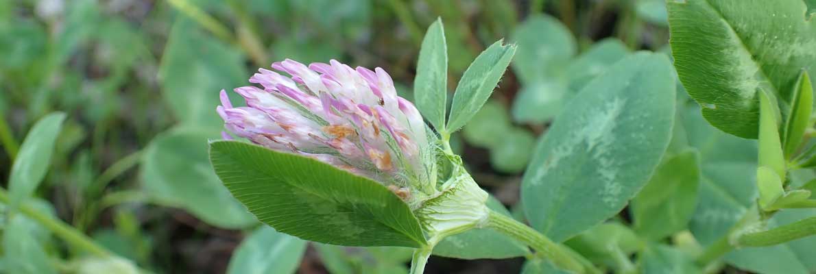 Клевер луговой (Trifolium pratense L.)