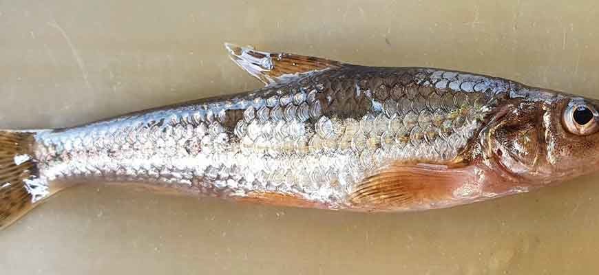 Пескарь Солдатова (Gobio soldatovi)