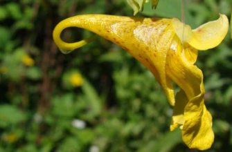 Недотрога обыкновенная ( Impatiens noli-tangere L.)