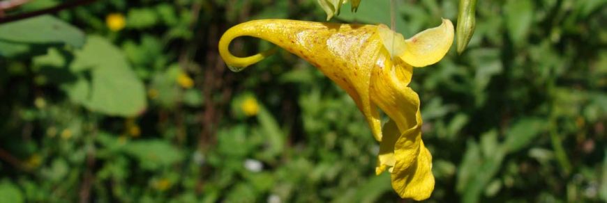 Недотрога обыкновенная ( Impatiens noli-tangere L.)