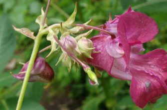 Недотрога желёзконосная (Impatiens glandulifera Royle)