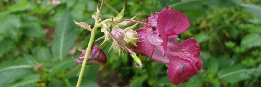 Недотрога желёзконосная (Impatiens glandulifera Royle)