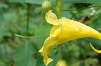 Недотрога Маака (Impatiens maackii Hook. ex Kom.)