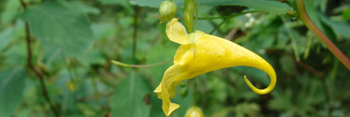 Недотрога Маака (Impatiens maackii Hook. ex Kom.)