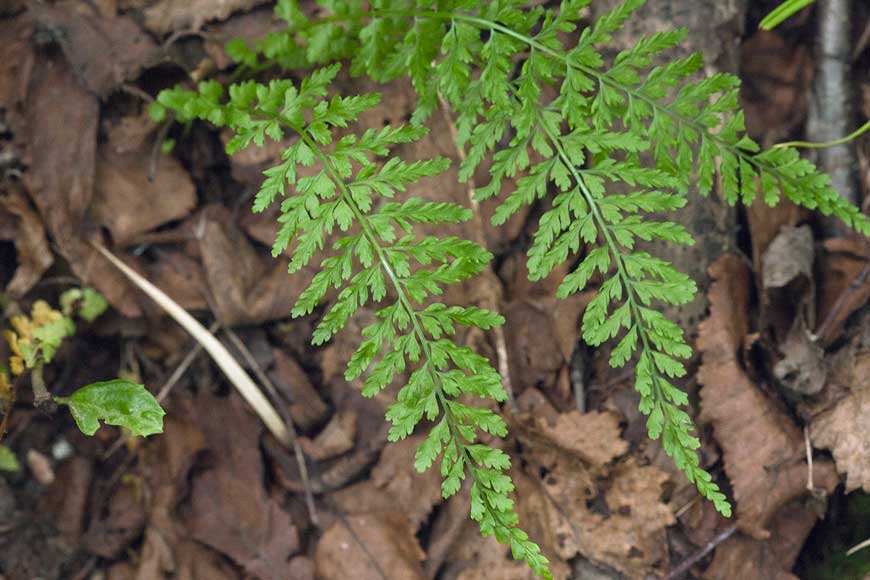 Костенец вырезной (Asplenium incisum Thunb.)