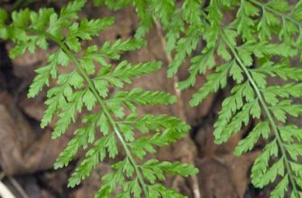 Костенец вырезной (Asplenium incisum Thunb.)