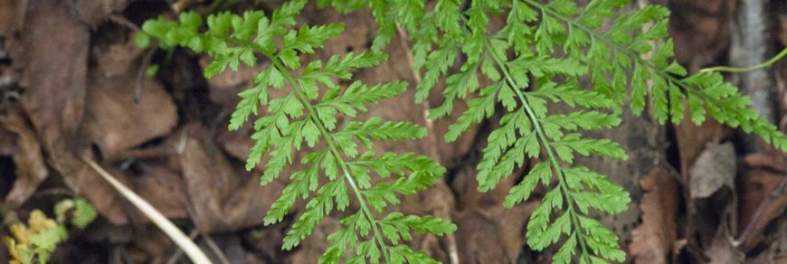 Костенец вырезной (Asplenium incisum Thunb.)