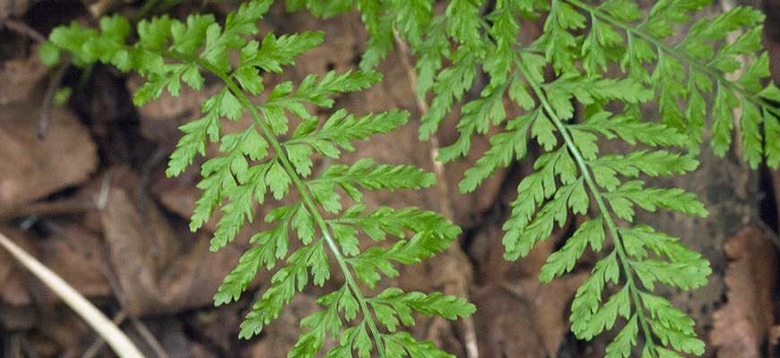 Костенец вырезной (Asplenium incisum Thunb.)