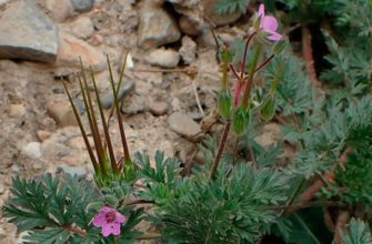 Аистник цикутовый (Erodium cicutarium (L.) L'Hér.)