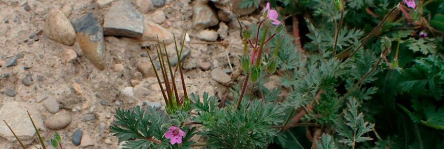 Аистник цикутовый (Erodium cicutarium (L.) L'Hér.)