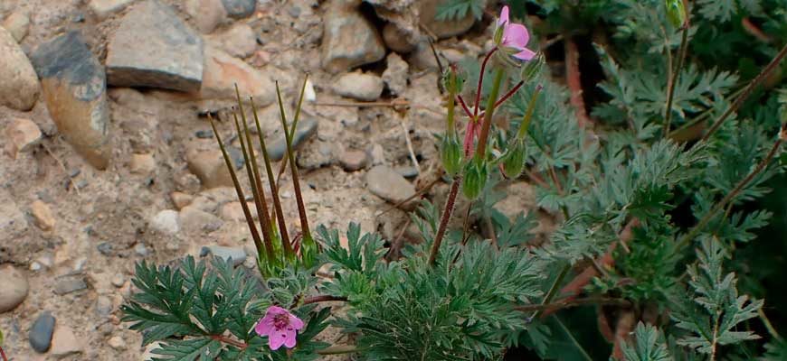 Аистник цикутовый (Erodium cicutarium (L.) L'Hér.)