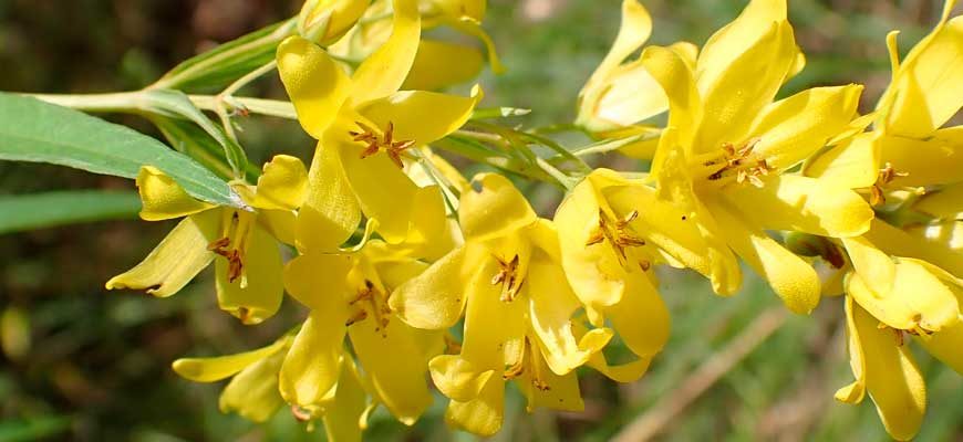 Вербейник даурский (Lysimachia davurica Ledeb.)