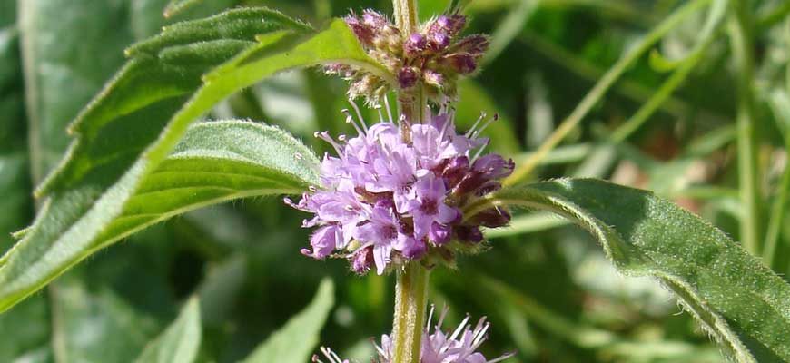 Мята канадская (Mentha canadensis L.)