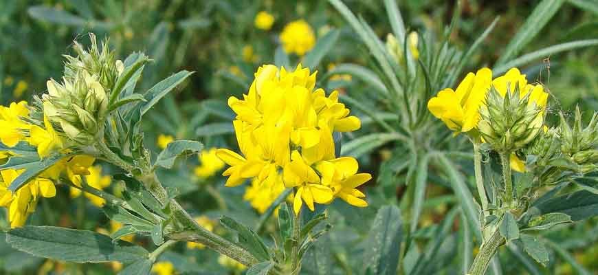 Люцерна серповидная (Medicago falcata L.)