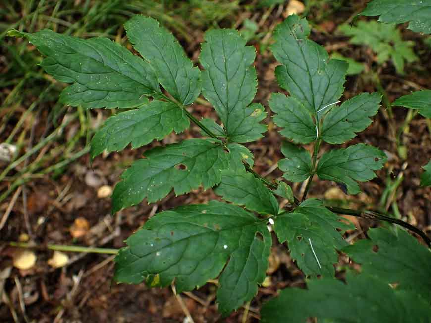 Cimicifuga simplex