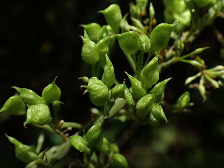 Cimicifuga simplex