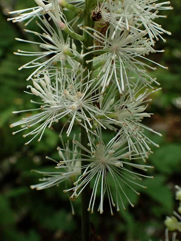 Cimicifuga simplex