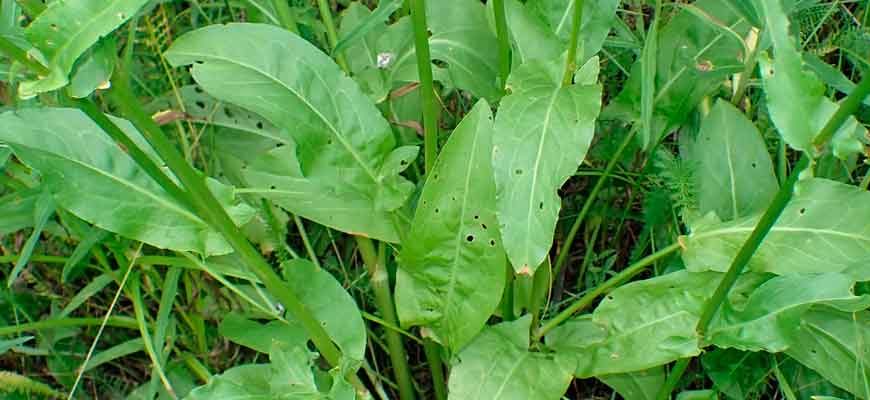 Щавель кислый (Rumex acetosa L.)