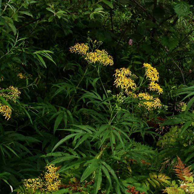 Senecio cannabifolius