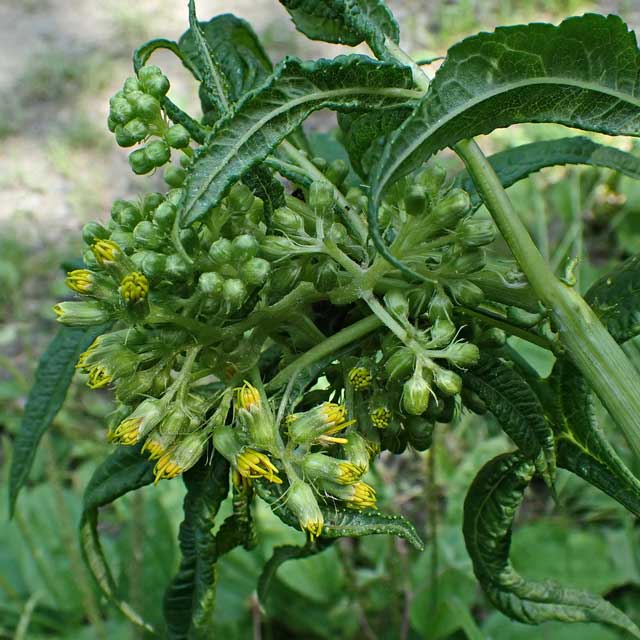 Senecio cannabifolius