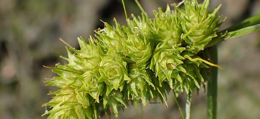 Осока жилкоплодная (Carex neurocarpa Maxim.)