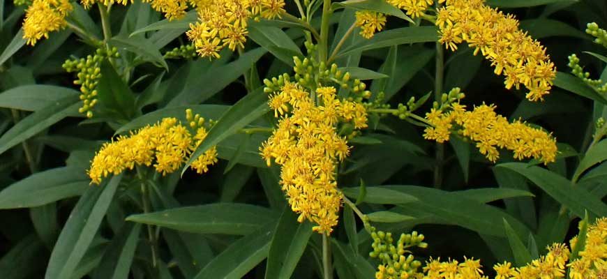 Золотарник канадский